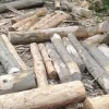 আলীকদমে অভিযানের পরও পাড়াবনের গাছ পাচারের অভিযোগ