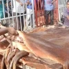 কোরবানির ঈদে চট্টগ্রামে চার লাখ চামড়া সংগ্রহের লক্ষ্য, লবণের দাম বেড়ে যাওয়ায় উদ্বেগ