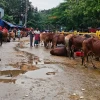 Cattle prices crash over 50% in Dhaka markets on last day
