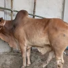 ঈদের পরদিনও রাজধানীতে চলছে পশু কোরবানি