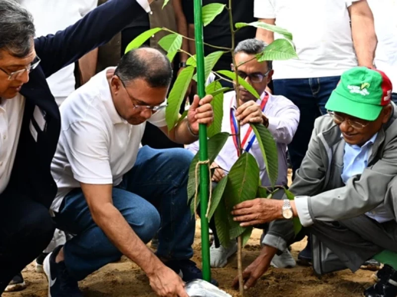 Plant one tree wherever possible, PM urges citizens