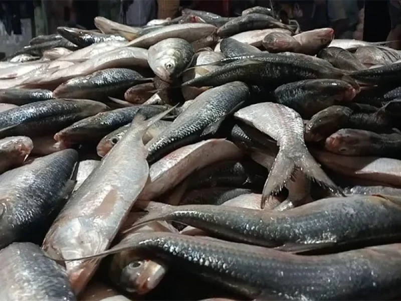 Patuakhali fisherman nets 2,200 hilsa in a single haul, earns Tk 48 lakh