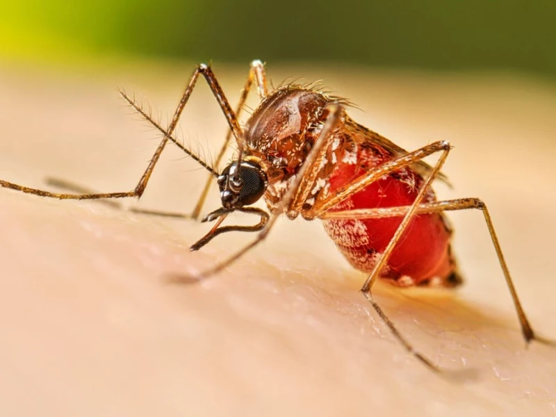 Health officials report 639 fresh cases of dengue inflection, 2 deaths overnight