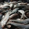 Patuakhali fisherman nets 2,200 hilsa in a single haul, earns Tk 48 lakh
