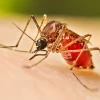Health officials report 639 fresh cases of dengue inflection, 2 deaths overnight