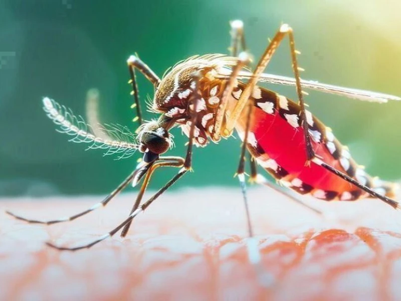 ডেঙ্গুতে একদিনে আরও ৮ মৃত্যু, হাসপাতালে ভর্তি ১ হাজার ৭৮২