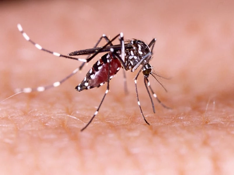 Health officials report 1,432 fresh cases of dengue infection, 3 deaths overnight