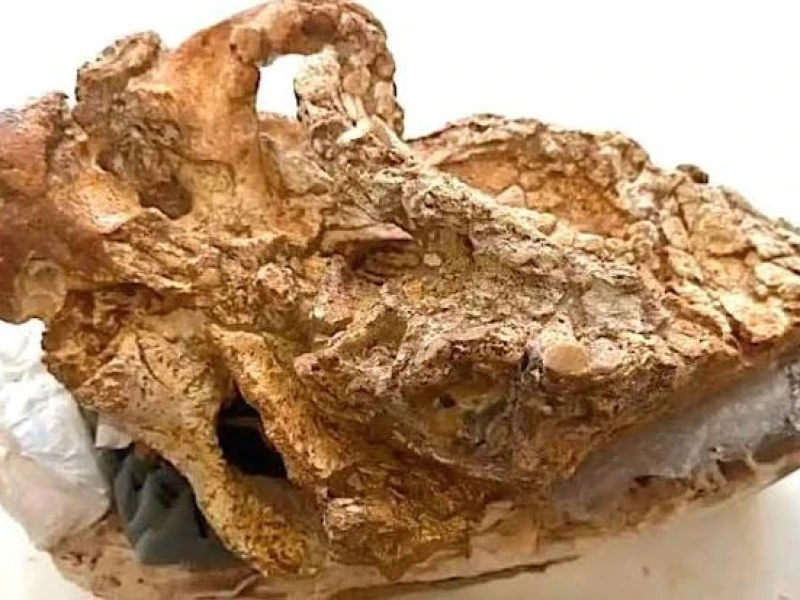 8-million-year-old rhino skull found in Crete
