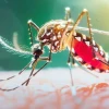 ডেঙ্গুতে একদিনে আরও ৮ মৃত্যু, হাসপাতালে ভর্তি ১ হাজার ৭৮২