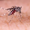 Health officials report 1,432 fresh cases of dengue infection, 3 deaths overnight