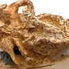 8-million-year-old rhino skull found in Crete