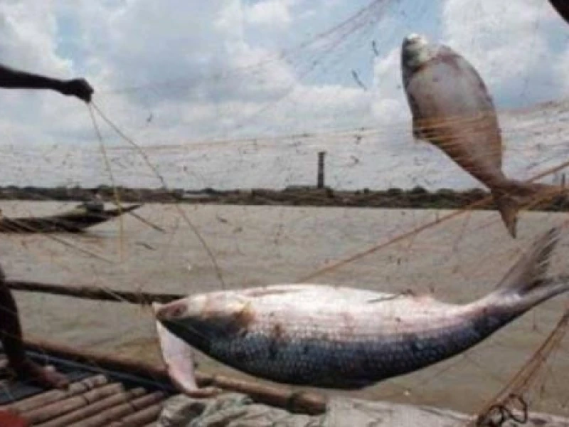 22-day ban on Hilsa catching begins at midnight