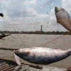 22-day ban on Hilsa catching begins at midnight